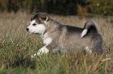 ALASKAN MALAMUTE 451